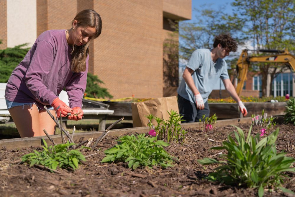 Two students work together in a raised garden bed